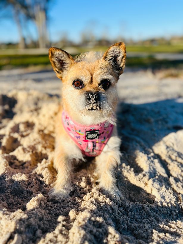 findinggobi