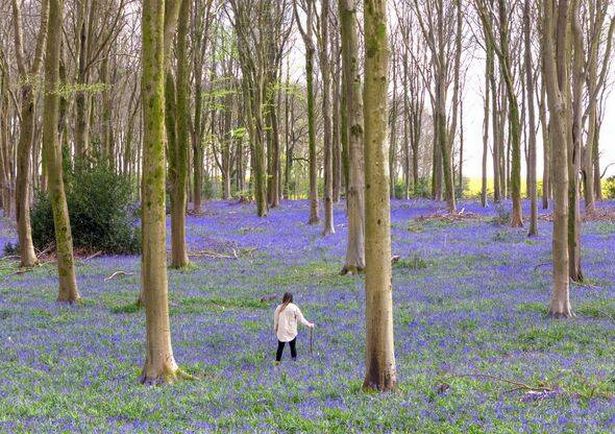 Hampshire Bluebells امرأة تمشي من خلالها