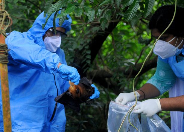 يتم تنفيذ فيروس Nipah بشكل رئيسي عن طريق الخفافيش التي تتناول الفاكهة. 