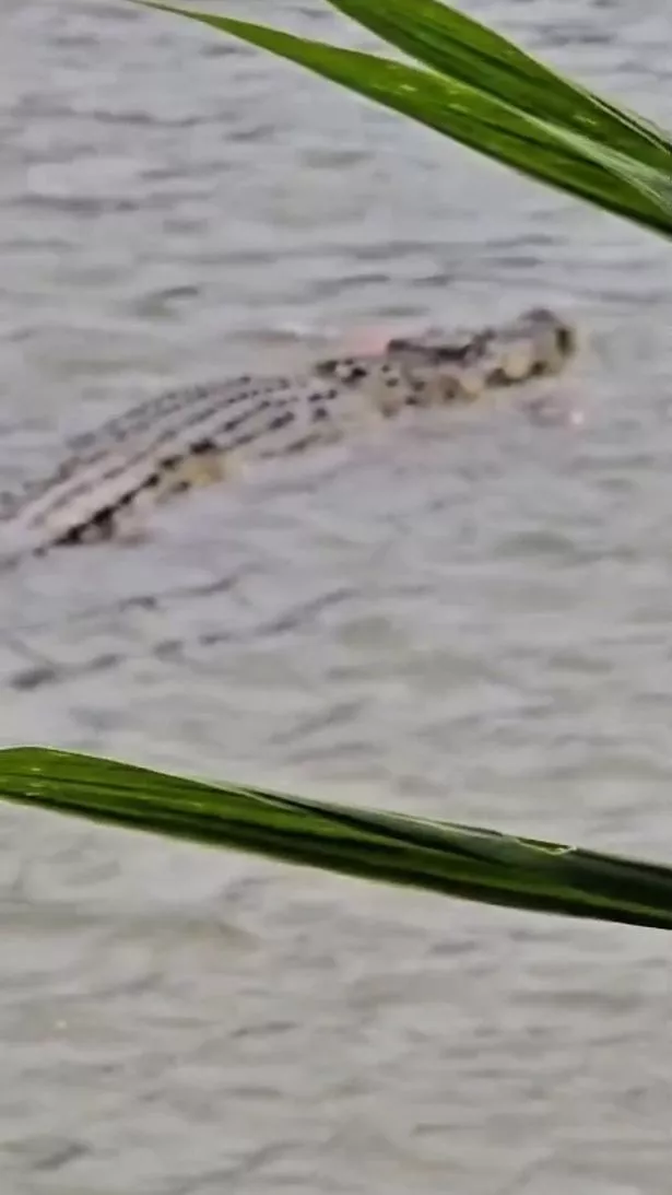 قام التمساح بتشويش المتقاعد حتى الموت