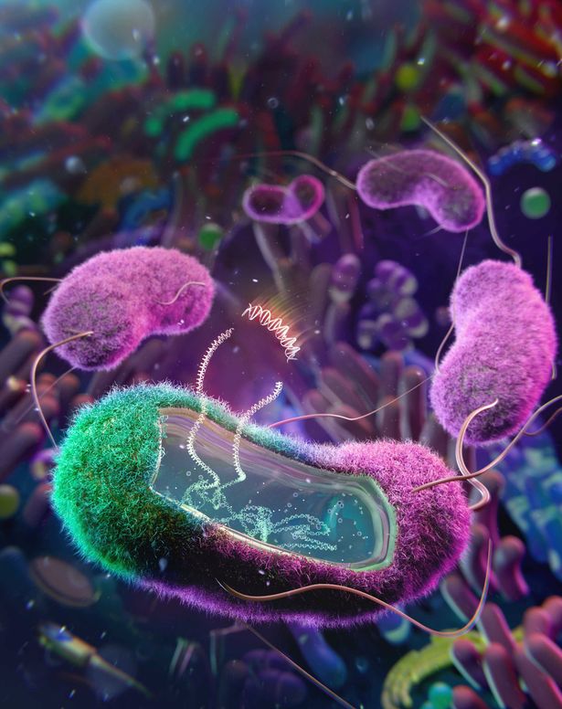 البكتيريا E.coli