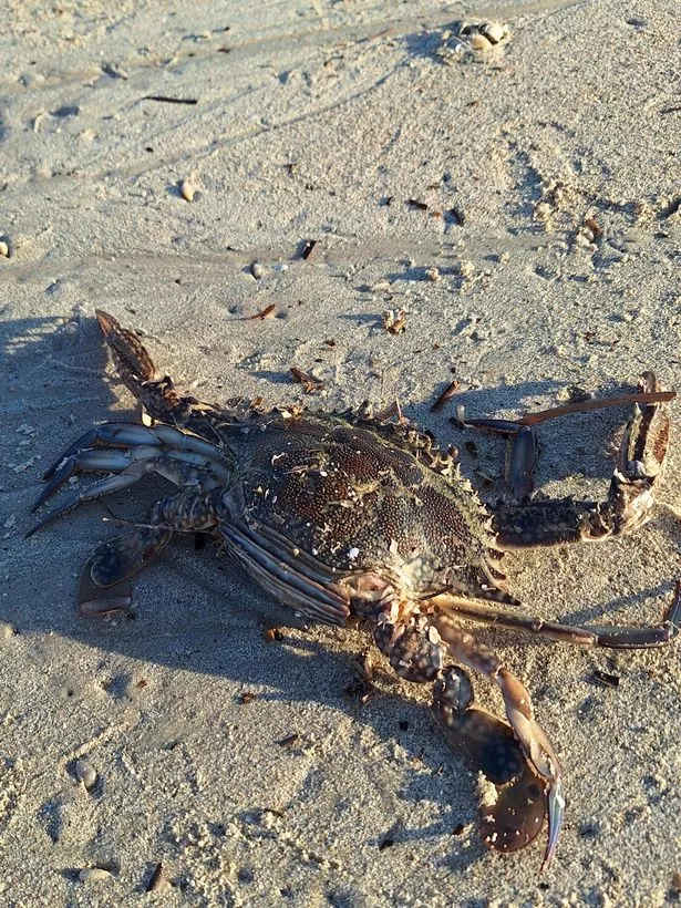 سرطان البحر