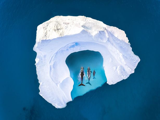 منظر جوي أعلى من الحيتان الحكماء مع طفله (Megaptera Novaeangliae) يسبح ويأكل أمام جبل جليدي في Ilulissat Icefjord. تأثرت بتغير المناخ والاحتباس الحراري. المفاهيم الآباء والسلامة والدعم والرعاية والحماية. غرينلاند ، Ilulissat Icefjord ، موقع التراث العالمي لليونسكو ، غرينلاند