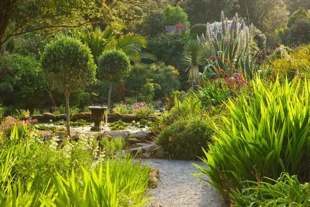 Tresco Abbey Garden ، Tresco ، Isles of Scilly: Pool with Olea Europea on the Middle Terrace
