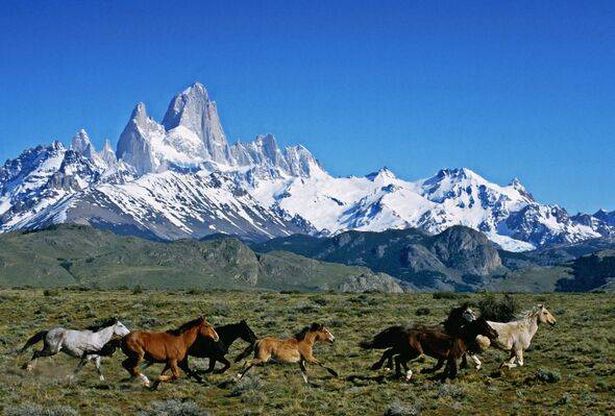 الخيول البرية canter عبر مرج جبال الألب أسفل جبل فيتز روي في الأرجنتين