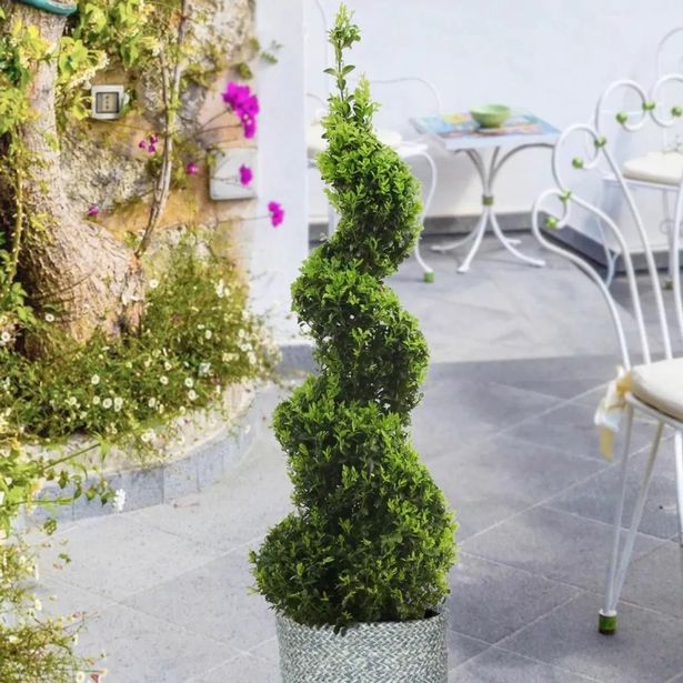 Topiary Buxus - Corkscrew Box Wood Tree