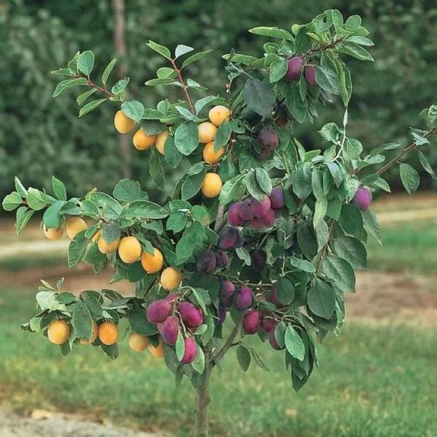 Black Amber و Golden Japan Duo Tree Plum Tree