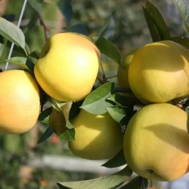 شجرة فاكهة الفناء - Apple Reinette - Malus domestica