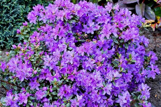 شجيرات Growon (X8) Dwarf Rhododendron ومجموعة Azalea اليابانية