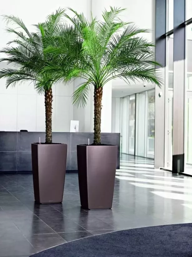 XXXL Pygmy Date Palms