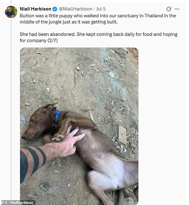 أنقذ ليام الكلب من الخيرية Happy Doggo في تايلاند في عام 2023 والآن كشفت Niall Harbison التي تنقذ الكلاب في تايلاند عن القصة الكاملة وراء التبني