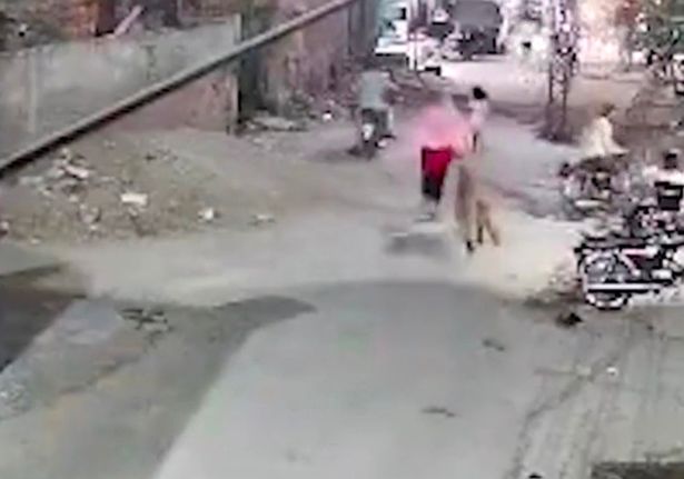 الأسد يطارد بعد المرأة