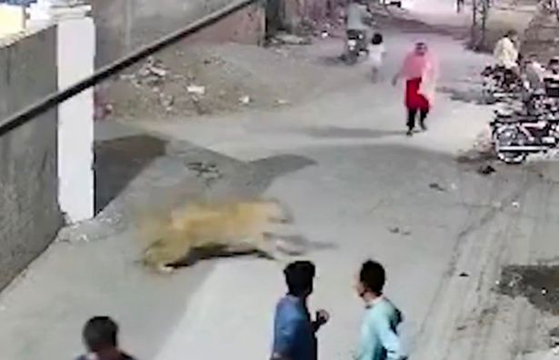لحظة الأسد قبل أن تنقض على امرأة