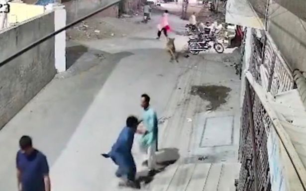 الأسد يطارد بعد ارتداء المرأة الوردي