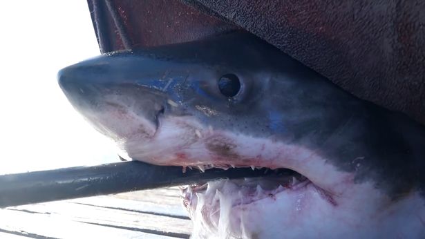 قام خبراء Ocearch بوضع علامة على Scot ، قبل إطلاقه إلى البرية