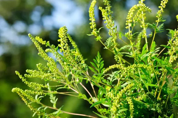 نبات راجويد المزهر ينمو في الخارج ، وهو مسببات الحساسية المشتركة