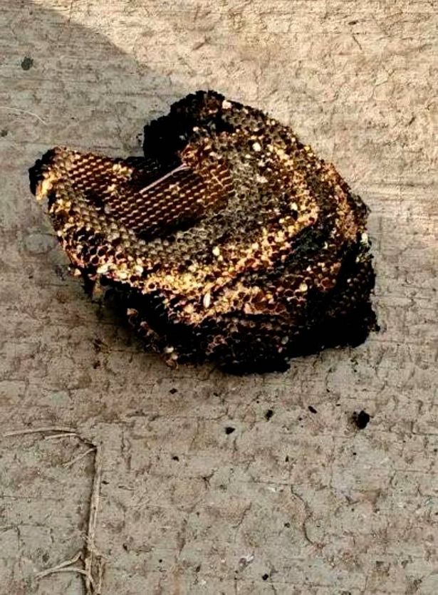 عش دبور