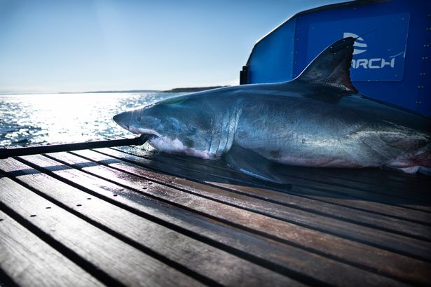 Ocearch