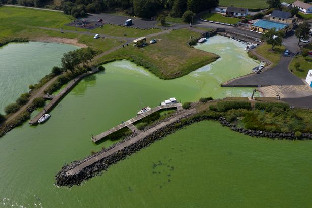   يمكن رؤية الطحالب الزرقاء الخضراء في Battery Harbour في 18 أغسطس 2025 في Cookstown ، أيرلندا الشمالية.