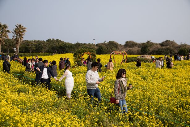 السياح يسيرون عبر حقل بذور اللفت في جيجو ، كوريا الجنوبية