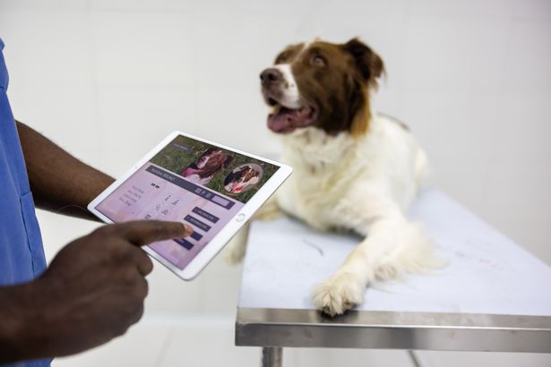 عن قرب على طبيب بيطري يقرأ مخططًا طبيًا لكلب باستخدام جهاز لوحي رقمي في مستشفى الحيوانات