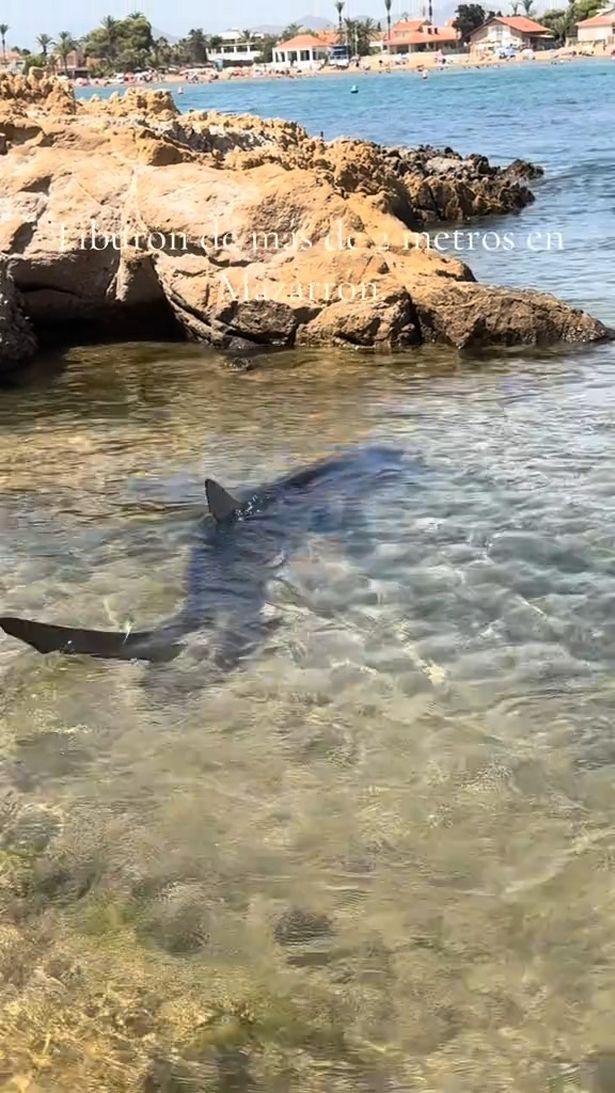 وقعت اللقاء الدرامي في شاطئ La Reya في Puerto de Mazarrón بالقرب من Murcia ، إسبانيا ، يوم الخميس الماضي ،