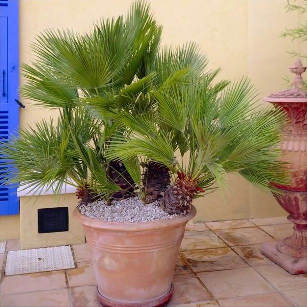 نخيل مروحة متوسطي هاردي