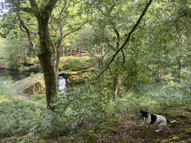 منظر عام لـ Llyn Mair Woodlands