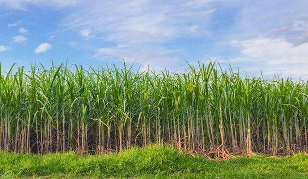 يظهر حقل قصب السكر بسماء زرقاء في الخلفية