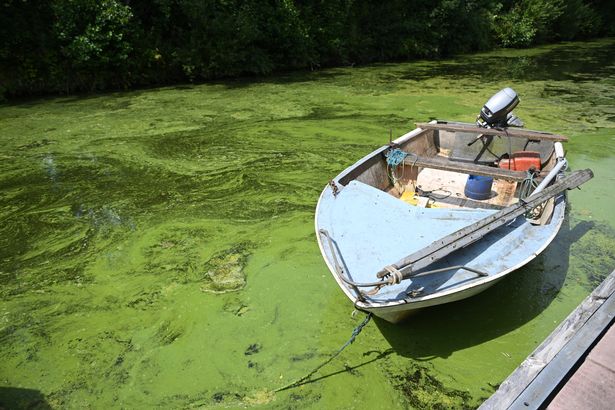يمكن رؤية الطحالب الخضراء الزرقاء في Lough Neagh