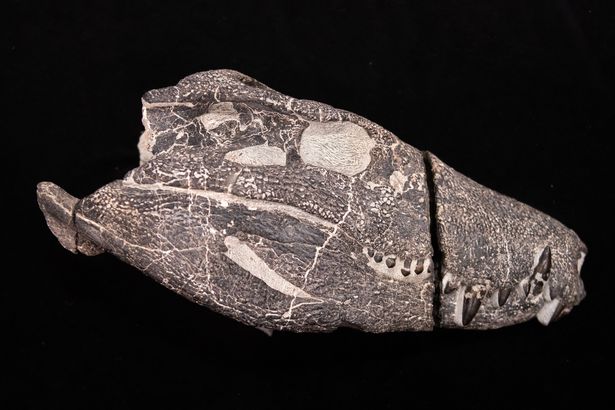 Kostensuchus atrox - جمجمة تم إعدادها بالفعل ، تحررت من الصخرة.