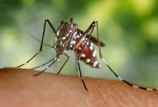 أنثى أنثى من الزاعجة من Aedes Albopictus تتغذى على مضيف بشري ، 2002. في ظل انتقال تجريبي ناجح ، تم العثور على Aedes Albopictus لتكون ناقل فيروس غرب النيل