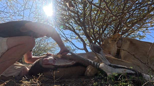 حذر فالنتين الآخرين الذين يحاولون محاكاة علاقته مع سيرجا ، قائلاً إن الأمر استغرق جيلًا للوصول إلى النقطة التي يكون فيها الزوجان الآن