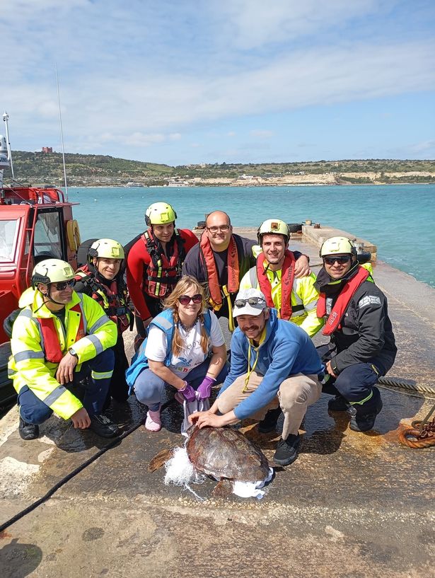 رجال الإنقاذ مع الحسناء السلحفاة