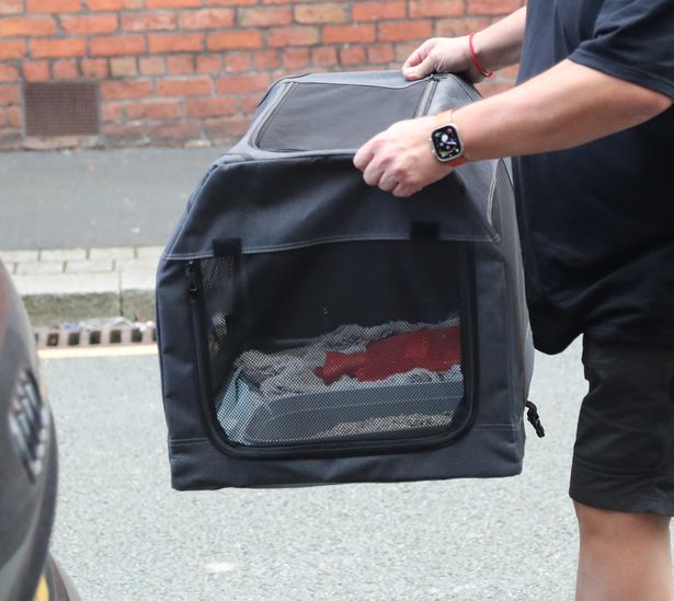 كان JJ أيضًا في واجبات القطط