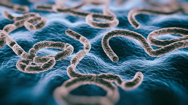 ABS Virus ebola - 3D صورة تم تقديمها لفيروس الإيبولا. عرض SEM.