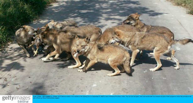 يقال إن الذئاب الهجينة أكثر خطورة من الذئاب البرية