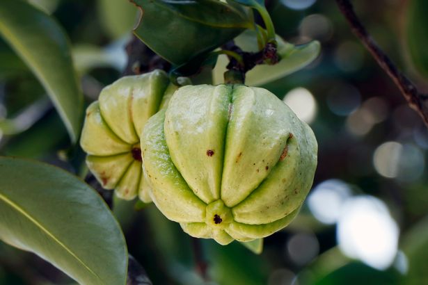 Garcinia Gummi-Gutta المعروف باسم Garcinia Cambogia وكذلك Brindleberry ، والاستخدام الكوميدي للأطعمة والأغراض الطبية