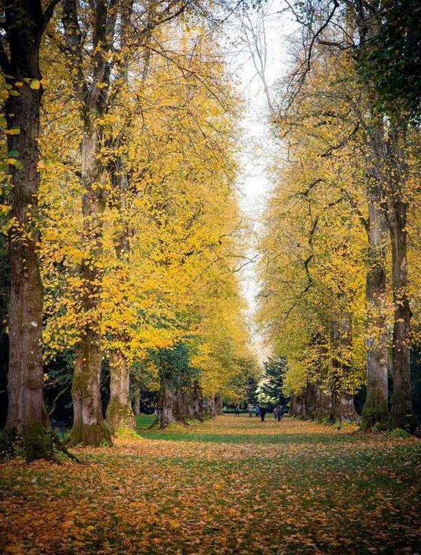 أشجار الجير الخريف الشاهقة في Westonbirt Arbotetum