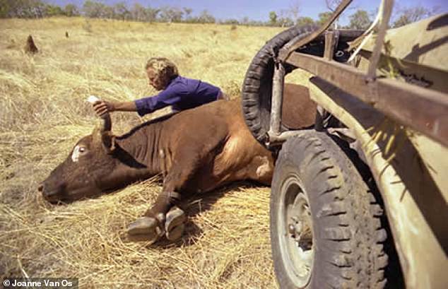 لقد كان سقوطًا مروعًا من النعمة ، التي تركت ندوبًا على كل من عشيرة Hemsworth والأمة