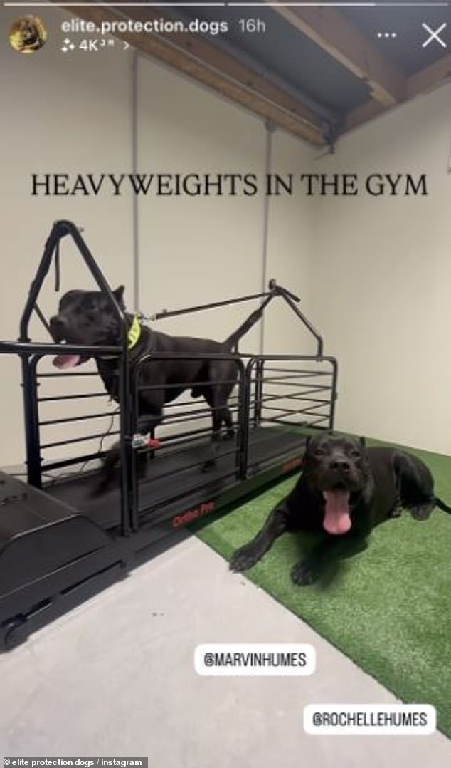 يقال إن مقدم التلفزيون ، 36 عامًا ، ونجمة JLS ، 40 عامًا ، لديهما اثنين من قصب Corsos تدرب حاليًا من قبل شركة تزود الكلاب بحراسة لمجموعة من المشاهير ، بما في ذلك لاعبي كرة القدم المحترفين