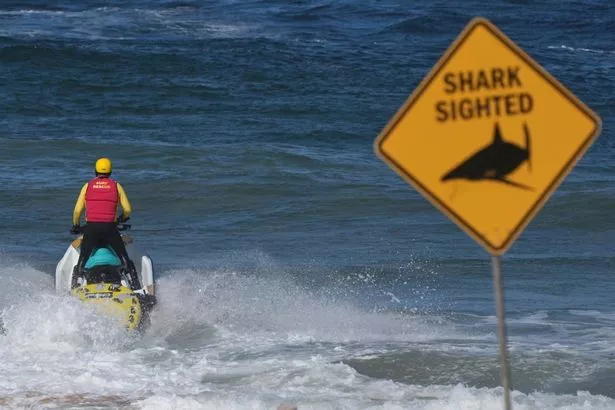 Jet Ski البحث عن القرش