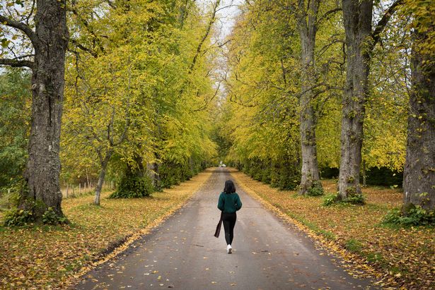 امرأة ذات شعر مظلم ترتدي الطائر الصوفي وشاحًا طويلًا يسير على طريق فارغ محاط بأشجار بأوراق ألوان الخريف على الأرض في إدنبرة ، اسكتلندا ، المملكة المتحدة