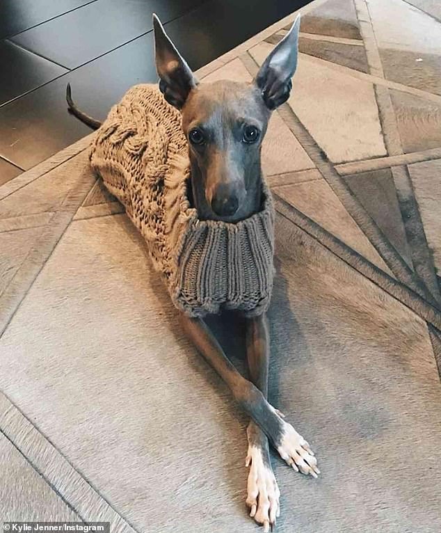 أعلنت كايلي - التي لا تزال في حداد على فقدان مصفف شعرها جيسوس غيريرو - عن وفاة رفيقها الكلاب، عن عمر يناهز 13 عامًا، في 22 أكتوبر.