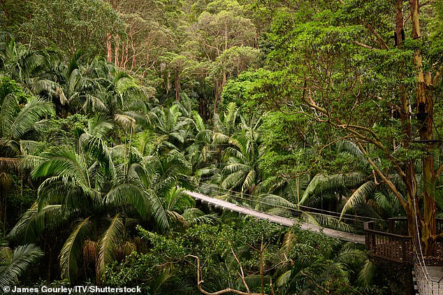 سيشهد جسر الغابة الشهير الكثير من الإثارة خلال الأسابيع المقبلة حيث يحصل المتسابقون على أوامر السير الخاصة بهم