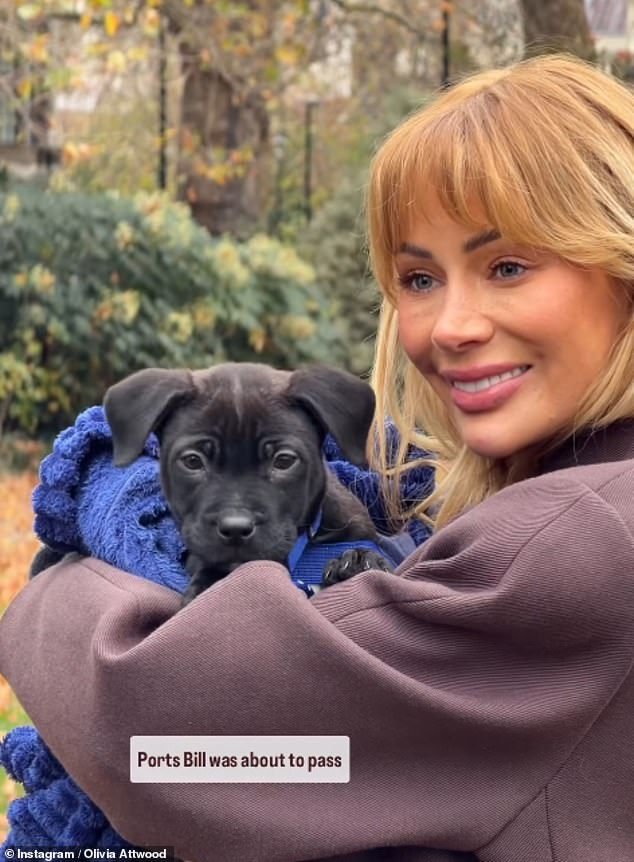 في طريقها إلى مجلسي البرلمان، شاركت أوليفيا أنها كانت تلتقط صورة للإعلان عن أن مشروع قانون الواردات كان خطوة أخرى أقرب إلى أن يصبح قانونًا