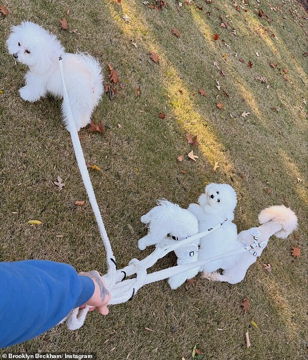 تم تصوير يد بروكلين الموشومة بينما كان يلتقط صورة لصغارهم الأربعة: لامب، ليبل، بيردي، وأنجيل، بينما كانوا في الخارج في نزهة على الأقدام مع كلبهم.