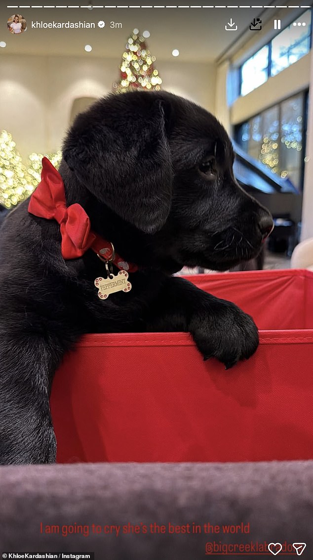 وكشف نجم تلفزيون الواقع، البالغ من العمر 41 عامًا، عن كلبه الأليف، المسمى Peppermint، على موقع Instagram صباح عيد الميلاد