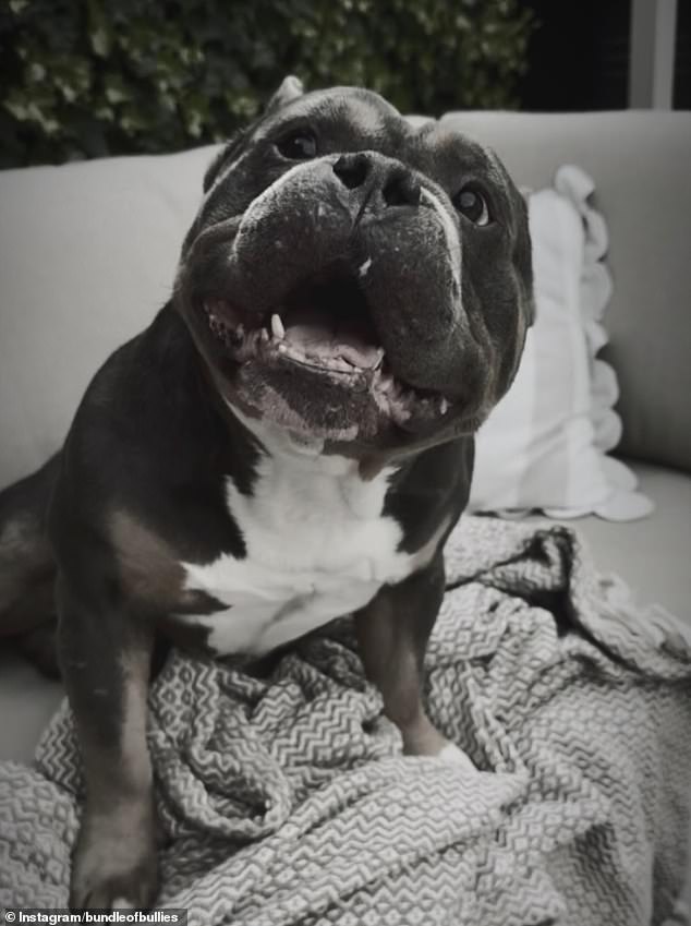 في منشور عاطفي على وسائل التواصل الاجتماعي شاركته يوم الخميس، أوضحت بيترز أنها كانت في الخارج عندما تلقت مكالمة مدمرة من الحضانة النهارية للكلاب تخبرها أن رافي أصيب بنوبة قلبية.