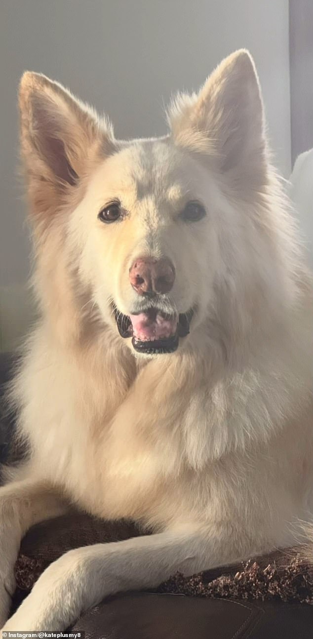 يأتي فقدان كلبة جوسلين بعد أيام قليلة من حصولها على الضوء الأخضر لبدء المشي ببطء مرة أخرى بعد جراحة مؤلمة في الساق